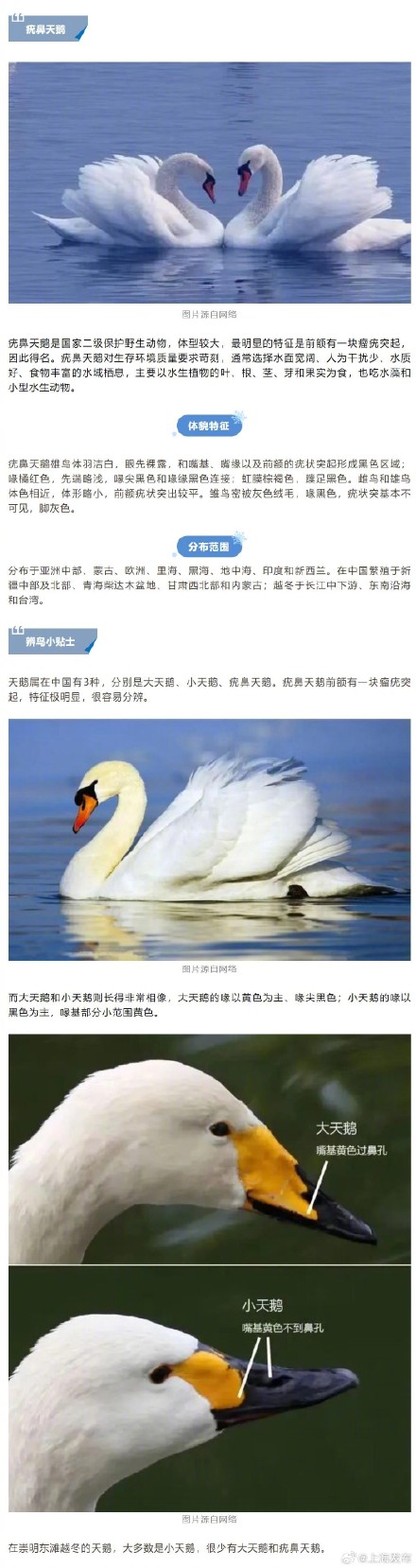 越冬时节到，“罕见”疣鼻天鹅现身崇明东滩