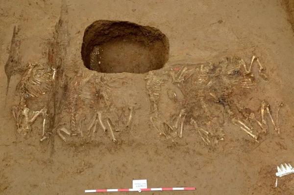 极其罕见!陕西有重大发现 极其罕见!陕西有重大发现