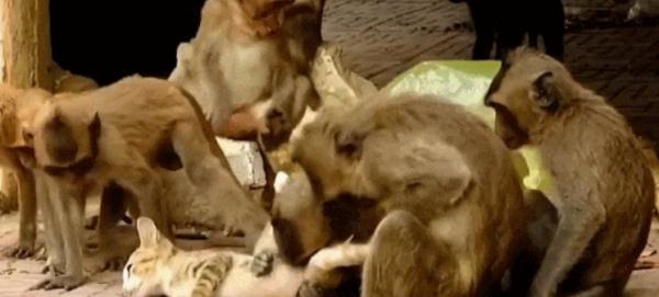 昆明动物园最新回应!猴子疑似虐猫,女子欲跳猴山救猫→ 昆明动物园最新回应!猴子疑似虐猫,女子欲跳猴山救猫→