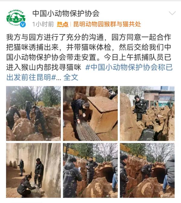 “猴子虐猫”事件最新进展，昆明动物园回应：立即行动！