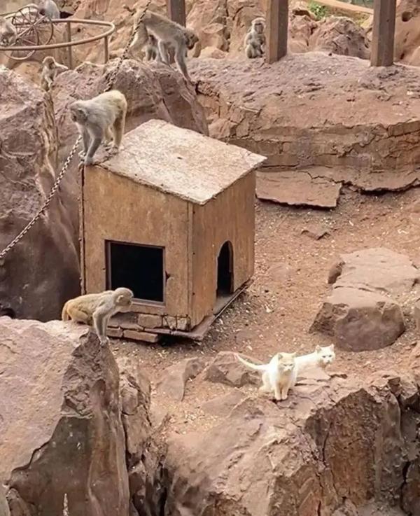 昆明动物园最新回应!猴子疑似虐猫,女子欲跳猴山救猫→ 昆明动物园最新回应!猴子疑似虐猫,女子欲跳猴山救猫→