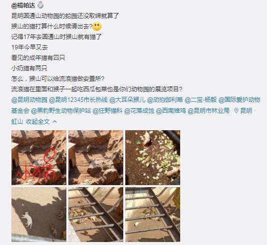 “猴猫共处”引争议！昆明动物园发布最新说明