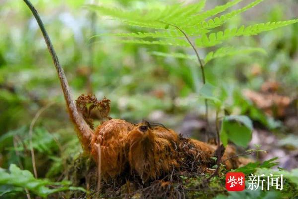 全市首例涉危害国家重点保护植物“金毛狗蕨”案宣判！