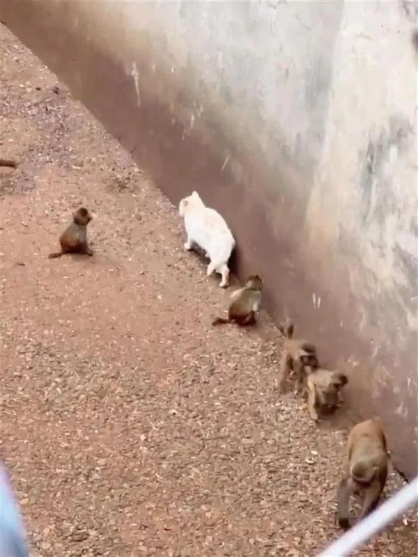 “猴子虐猫”冲上热搜第一？昆明动物园最新通报：将把猫移出猴山