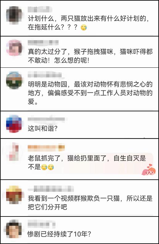 “猴子虐猫”事件再发酵,一女子欲跳入猴山救猫!最新回应 “猴子虐猫”事件再发酵,一女子欲跳入猴山救猫!最新回应