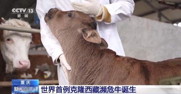 世界首例克隆西藏濒危牛诞生 世界首例克隆西藏濒危牛诞生