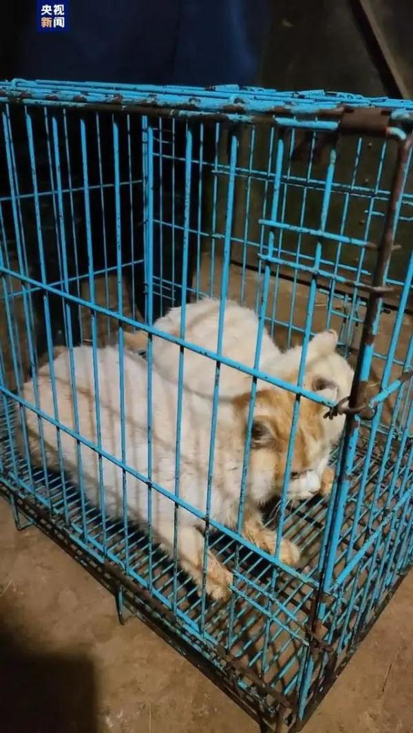 两只猫安全移出猴山！昆明动物园最新表态