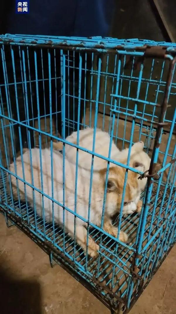 昆明动物园猴山2只猫终于移出！女星张馨予为此事发声……