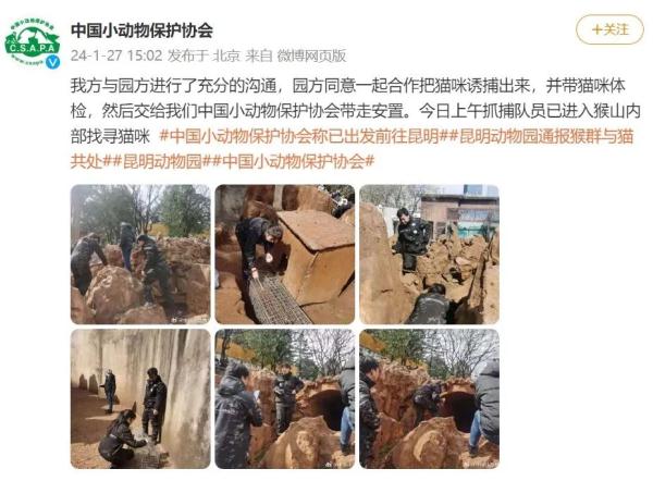 昆明动物园猴山2只猫终于移出！女星张馨予为此事发声……