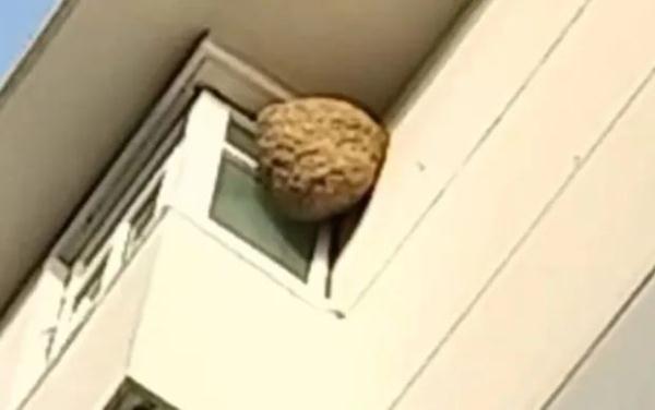 这个马蜂窝捅定了! 这个马蜂窝捅定了!