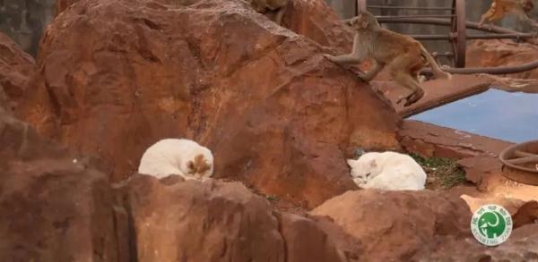 昆明动物园猴山2只猫终于移出！女星张馨予为此事发声……