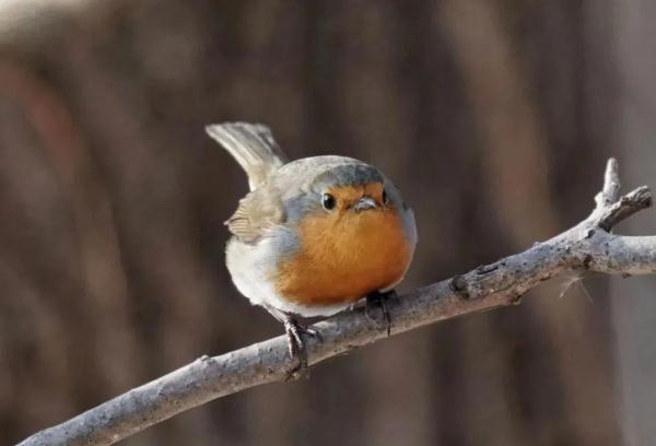 欧亚鸲突然闪现,20年来首次! 欧亚鸲突然闪现,20年来首次!