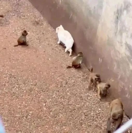 两只猫安全移出猴山！昆明动物园最新表态