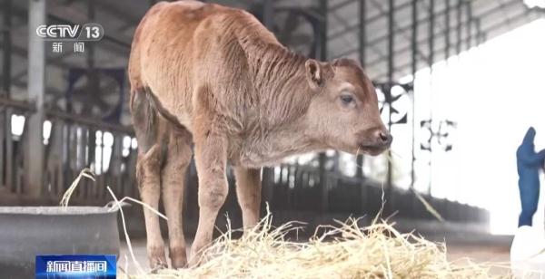 世界首例克隆西藏濒危牛诞生 世界首例克隆西藏濒危牛诞生