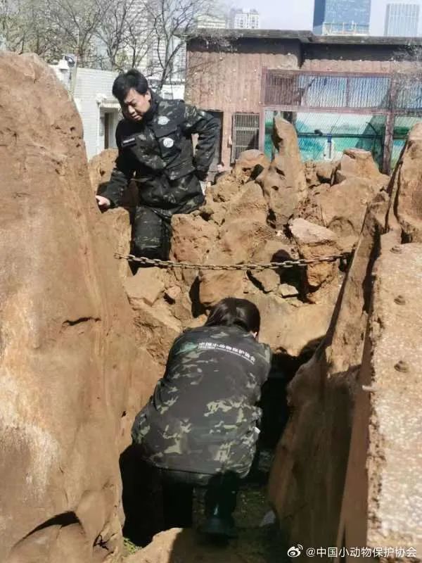 昆明动物园猴山2只猫终于移出！女星张馨予为此事发声……