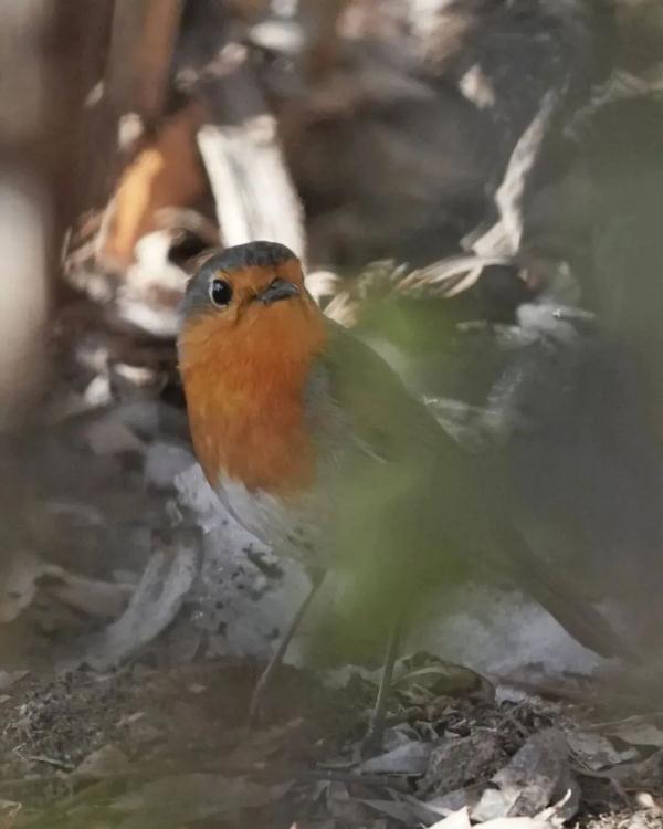 它从远方来,20年来首次! 它从远方来,20年来首次!