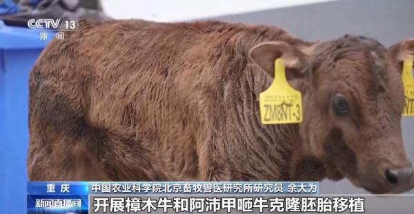 世界首例克隆西藏濒危牛诞生 世界首例克隆西藏濒危牛诞生