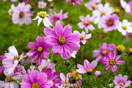 重庆：今日阴天为主，最高11℃