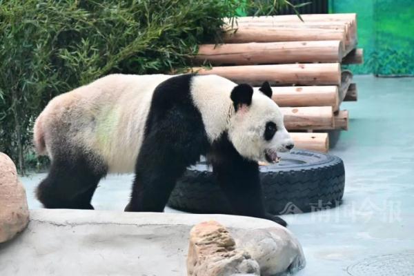 明浜蜀琳已在“豪宅”愉快撸串！开馆时间定在→