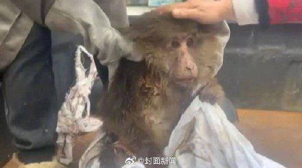峨眉山老猴王战败险丧命 救助人员:已无法返回猴群 峨眉山老猴王战败险丧命 救助人员:已无法返回猴群