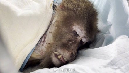 峨眉山老猴王战败险丧命 救助人员:已无法返回猴群 峨眉山老猴王战败险丧命 救助人员:已无法返回猴群