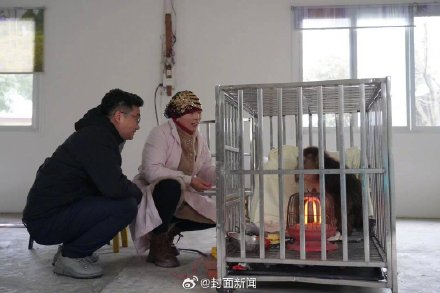 峨眉山老猴王战败险丧命 救助人员:已无法返回猴群 峨眉山老猴王战败险丧命 救助人员:已无法返回猴群