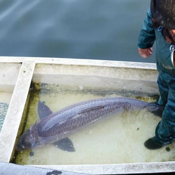 罕见！杭州这里捞到“鱼王”！