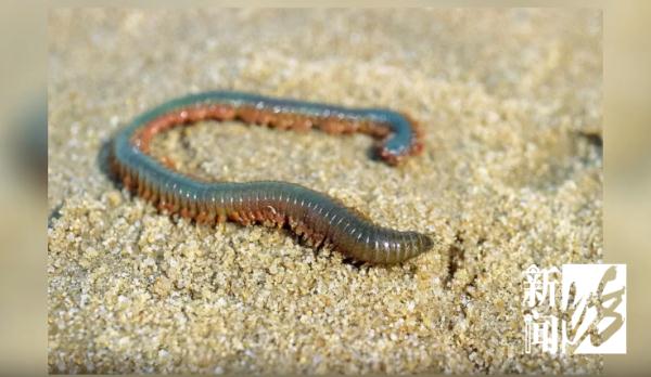 大排长龙的上海知名连锁餐厅吃出虫子，还不止一条！最新回应