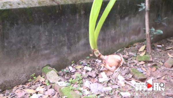 吃了顿蒜苗炒回锅肉,重庆夫妻双双中毒!祸首竟是它 吃了顿蒜苗炒回锅肉,重庆夫妻双双中毒!祸首竟是它