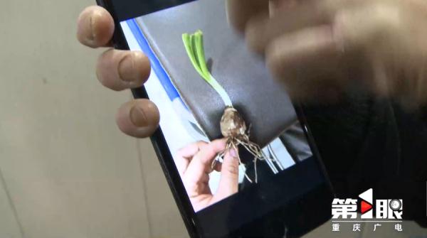 吃了顿蒜苗炒回锅肉,重庆夫妻双双中毒!祸首竟是它 吃了顿蒜苗炒回锅肉,重庆夫妻双双中毒!祸首竟是它