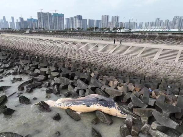 汕头东海岸出现一头死亡须鲸，专家：大概率不会出现“鲸爆”