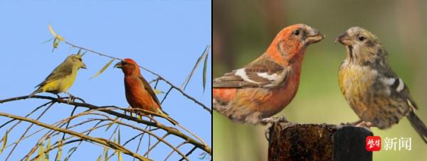 国家二级保护鸟类红交嘴雀“打卡”南京老山