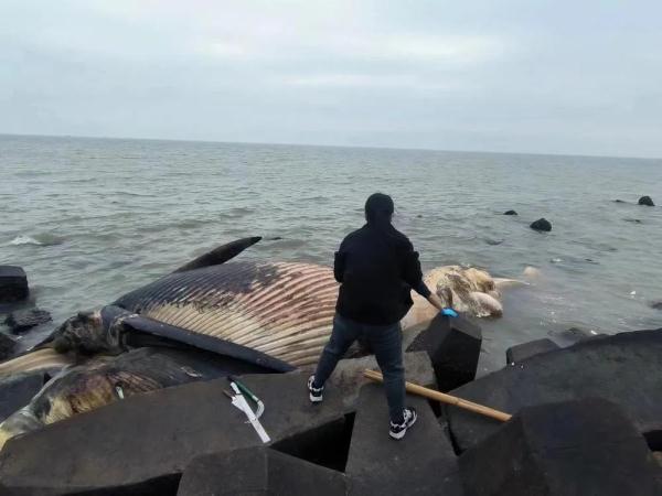 汕头东海岸出现一头死亡须鲸，专家：大概率不会出现“鲸爆”