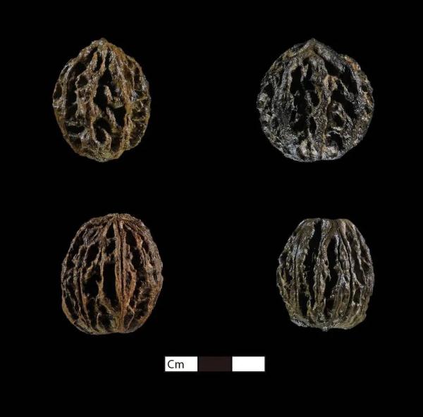 资阳濛溪河遗址入选2023年中国六大考古新发现!揭秘四川远古人类生活→ 资阳濛溪河遗址入选2023年中国六大考古新发现!揭秘四川远古人类生活→