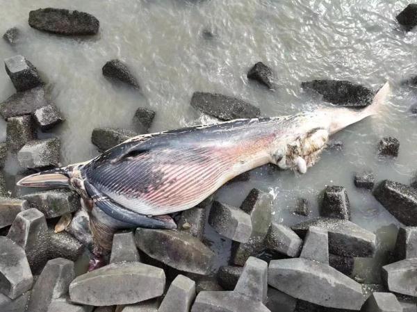 汕头东海岸出现一头死亡须鲸，专家：大概率不会出现“鲸爆”