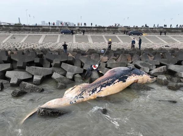 汕头东海岸出现一头死亡须鲸，专家：大概率不会出现“鲸爆”