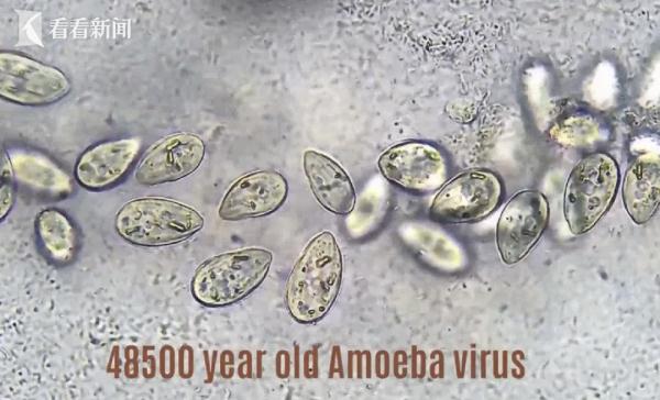 冲上热搜!科学家警告:小心北极"僵尸病毒" 冲上热搜!科学家警告:小心北极"僵尸病毒"