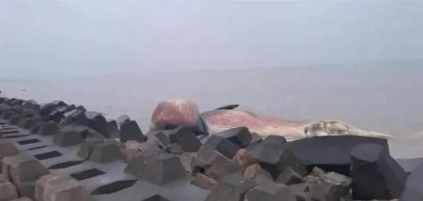 汕头海边发现一具鲸鱼尸体,待涨潮时运上岸 汕头海边发现一具鲸鱼尸体,待涨潮时运上岸