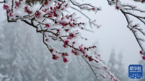 贵州六盘水:雪后宛如水墨画 贵州六盘水:雪后宛如水墨画