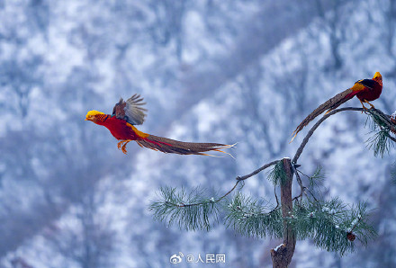 红腹锦鸡雪地觅食宛如国画 红腹锦鸡雪地觅食宛如国画