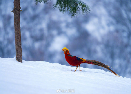 红腹锦鸡雪地觅食宛如国画 红腹锦鸡雪地觅食宛如国画