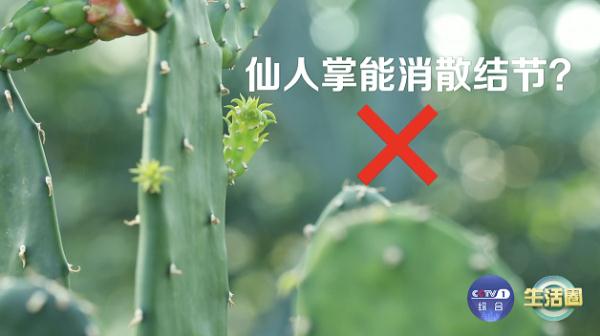 万万没想到，阳台上不起眼的它，竟能解毒消肿、养胃护胃