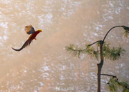 红腹锦鸡雪地觅食宛如国画 红腹锦鸡雪地觅食宛如国画