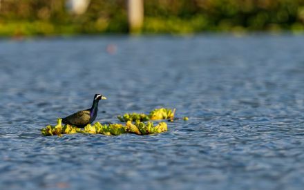 国内罕见！铜翅水雉现身云南