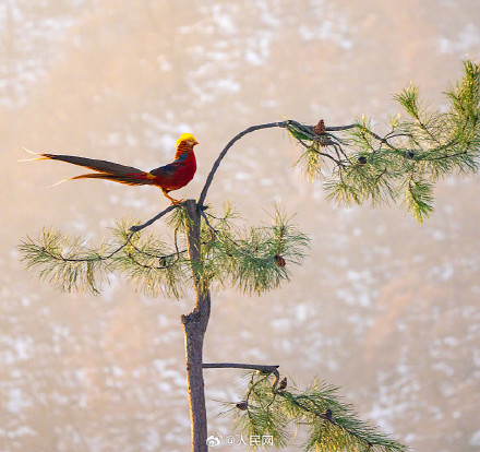 红腹锦鸡雪地觅食宛如国画 红腹锦鸡雪地觅食宛如国画