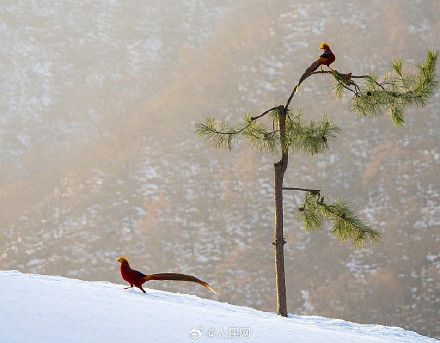 红腹锦鸡雪地觅食宛如国画 红腹锦鸡雪地觅食宛如国画