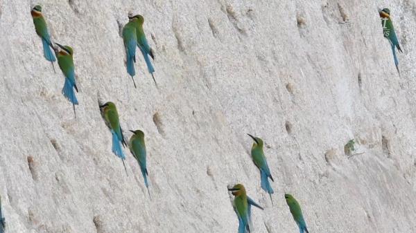 “中国最美小鸟”在厦门筑巢安家