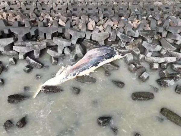 汕头海边出现一头死亡鲸鱼，会出现“鲸爆”吗？最新消息