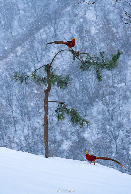红腹锦鸡雪地觅食宛如国画 红腹锦鸡雪地觅食宛如国画
