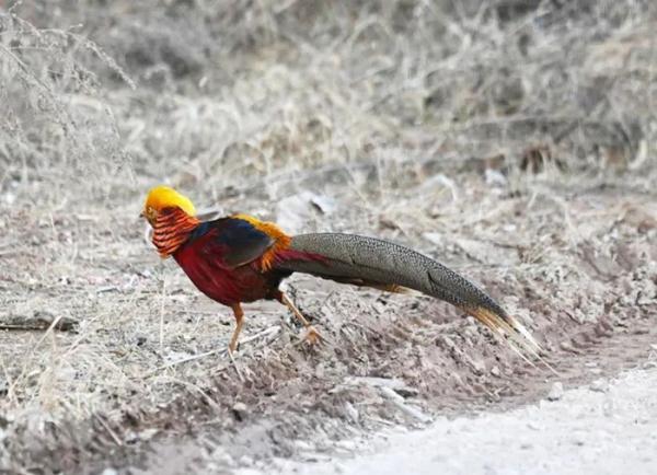 “金鸡”现身山西沁水
